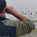 SAG confirma primer caso de influenza aviar de alta patogenicidad en ave silvestre en la región de Los Lagos