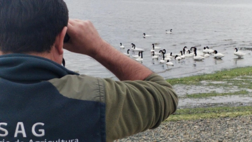 SAG confirma primer caso de influenza aviar de alta patogenicidad en ave silvestre en la región de Los Lagos