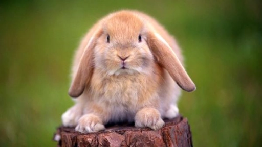 El 60% de los animales exóticos están desnutridos: Expertos enseñan cómo alimentarlos correctamente