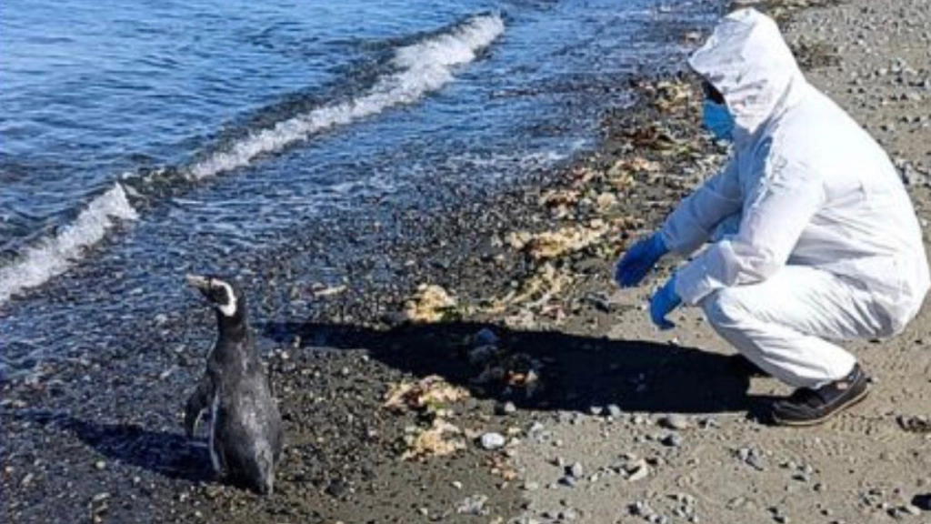 Pingüinos de Magallanes , Sernapesca