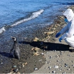 Dos pingüinos de Magallanes fueron rehabilitados