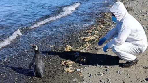 Dos pingüinos de Magallanes fueron rehabilitados
