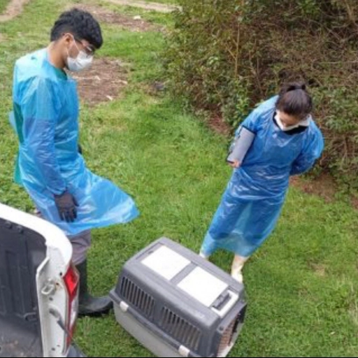 Pingüinos de Magallanes / Sernapesca