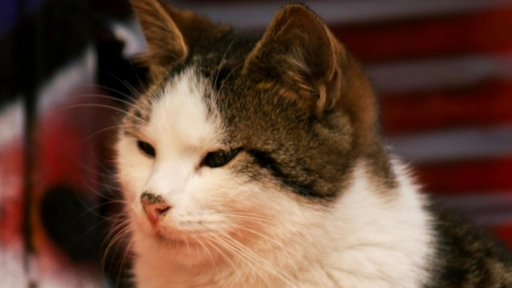 Gatos mayores: Consejos para adoptar un senior