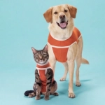 Kimba: la empresa chilena pionera en bodies postquirúrgicos que hoy exporta a más de 40 países