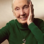Un brindis por Jane Goodall: Chile honra el legado de la mujer que cambió la mirada sobre la naturaleza