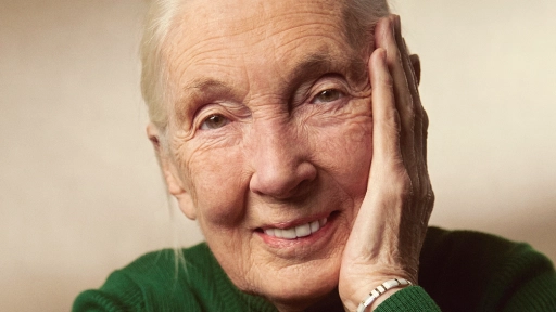 Un brindis por Jane Goodall: Chile honra el legado de la mujer que cambió la mirada sobre la naturaleza