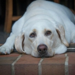 Perros y gatos: el aumento de peso ya es un problema de salud crónico