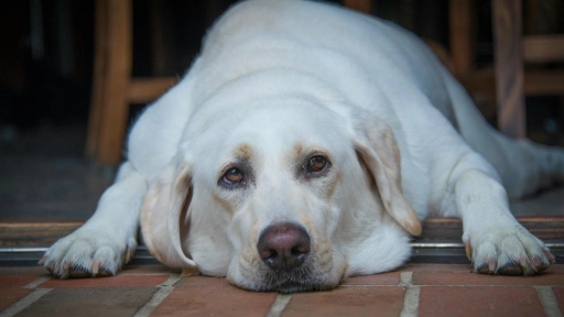 Perros y gatos: el aumento de peso ya es un problema de salud crónico