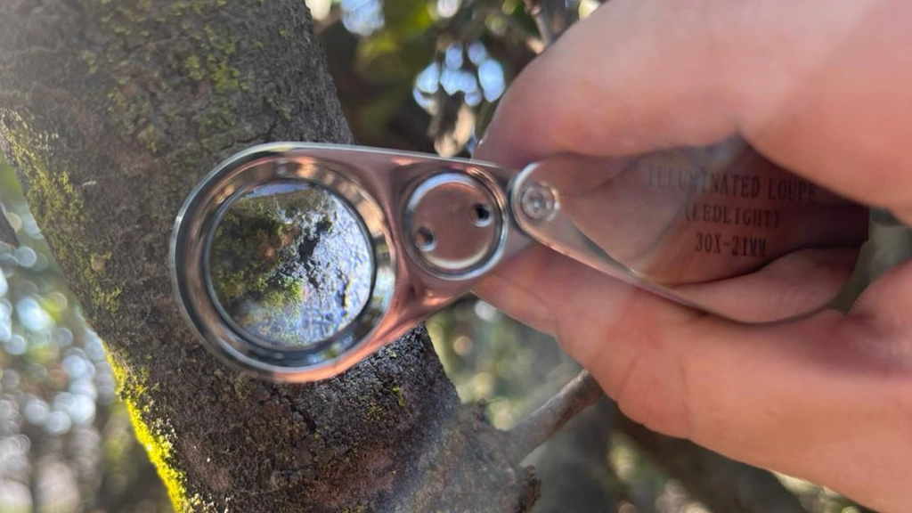 Funga, Parque Cantalao, Difusión