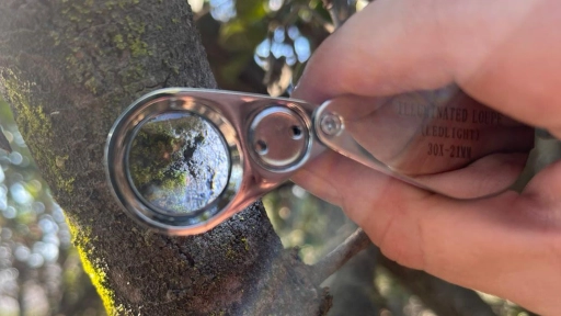 Asociación Parque Cordillera te invita a sus guiados para la observación de hongos