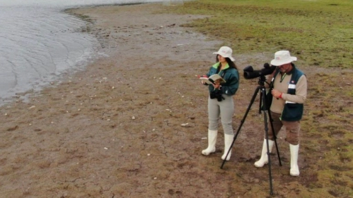 SAG confirma primer caso de influenza aviar altamente patógena en ave silvestre en la Región de Aysén