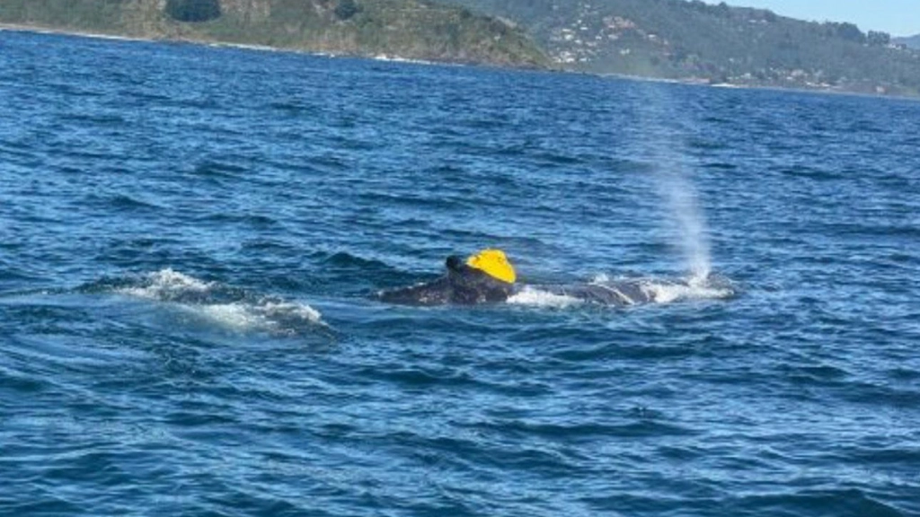 Liberan ballena, Sernapesca
