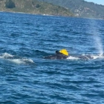 Liberan con vida a ballena enredada en cabos en la costa de Valdivia