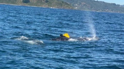 Liberan con vida a ballena enredada en cabos en la costa de Valdivia
