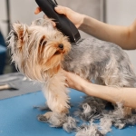 ¿Cortar o no cortar?