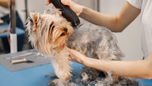 ¿Cortar o no cortar? Qué hacer con el pelaje de los perros cuando comienza el frío