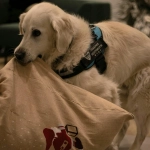 Día Mundial del Perro Guía: Huellas que iluminan el camino