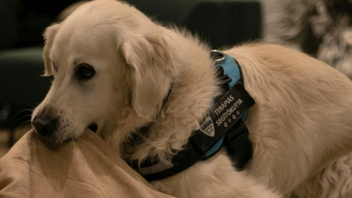 Día Mundial del Perro Guía: Huellas que iluminan el camino