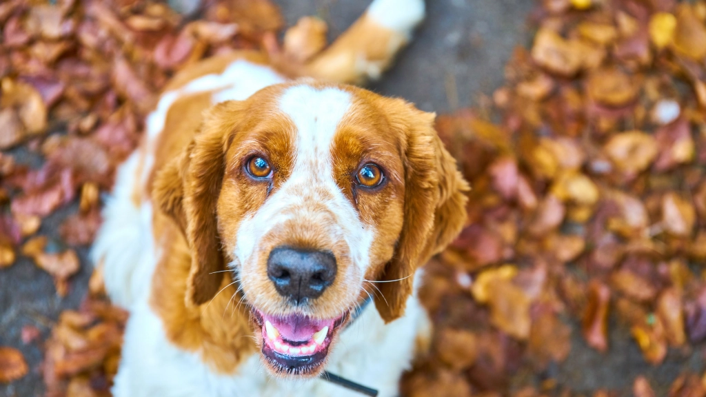 Perro otoño, Drag Pharma