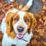 Otoño e invierno: Aumentan los virus que enferman a los perros