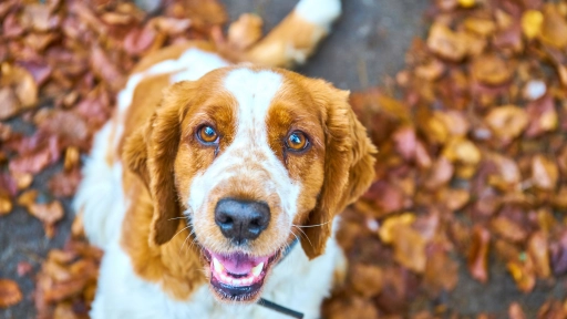 Otoño e invierno: Aumentan los virus que enferman a los perros