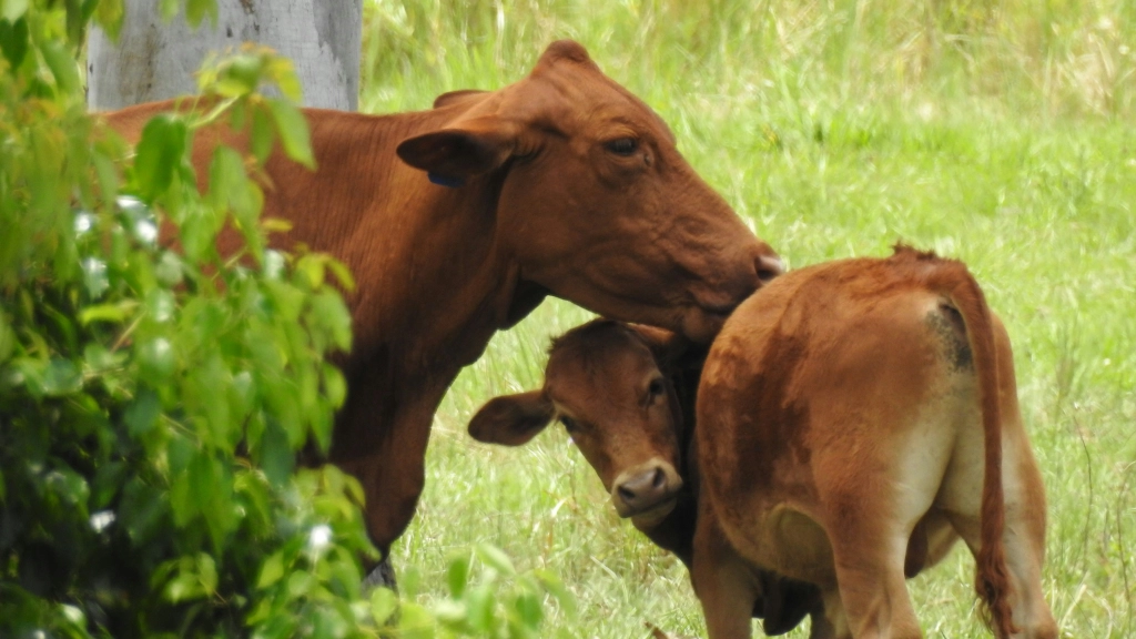 Semana sin lácteos - Fundación Veg, Sharon Co