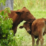 En vísperas del Día de la Madre: campaña regional promueve una semana para probar alternativas sin lácteos