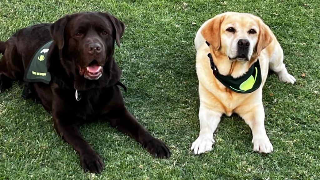 Dogtores, Fundación Tregua