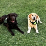 Perros de ayuda: distintos roles, un mismo propósito