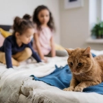 Juegos, actividades y otras formas para lograr vínculos entre niños y animales