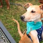 Parque Pet: Un espacio de experiencia para tus animales