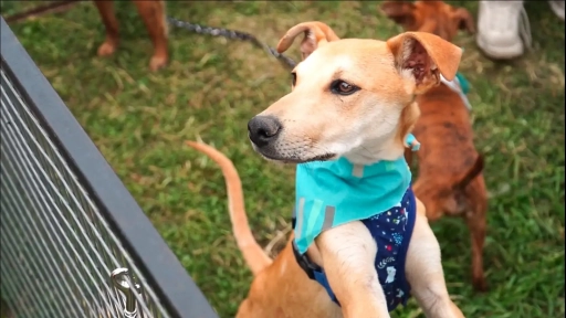Parque Pet: Un espacio de experiencia para tus animales