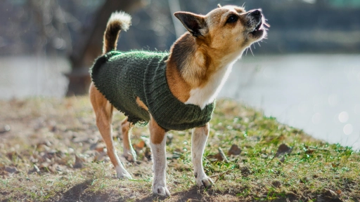 ¿Abrigar o no abrigar a perros y gatos?: la pregunta que vuelve con el frío