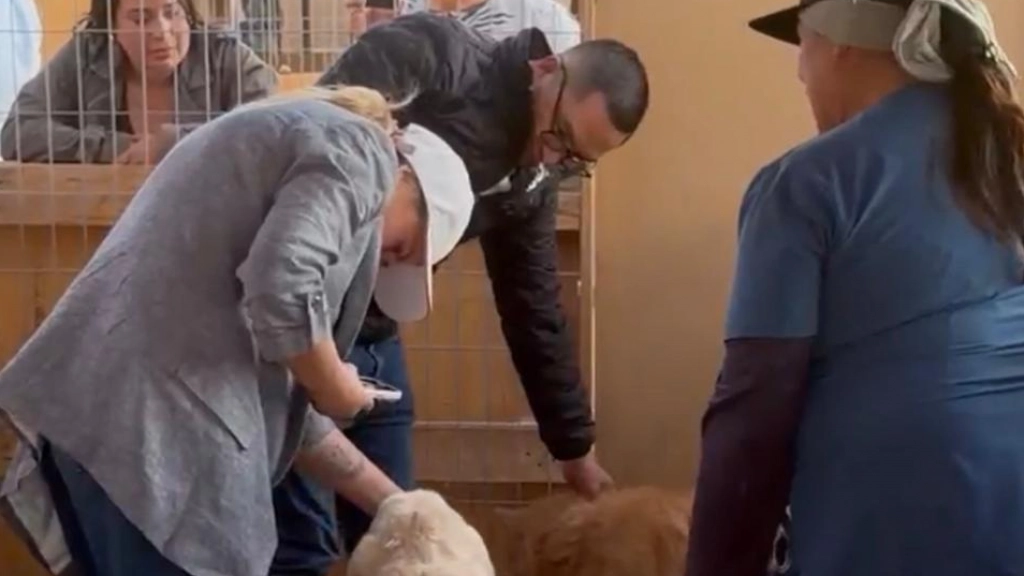 Esterilizaciones en Antofagasta y Calama, Difusión
