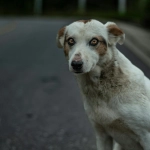 Aumento del abandono y baja en los apoyos recibidos: el presente de las organizaciones animalistas en Chile