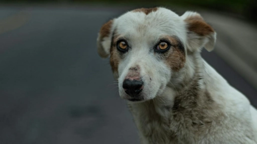 Aumento del abandono y baja en los apoyos recibidos: el presente de las organizaciones animalistas en Chile