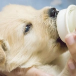 Sustituto de leche materna para perros y gatos en sus primeras semanas de crecimiento