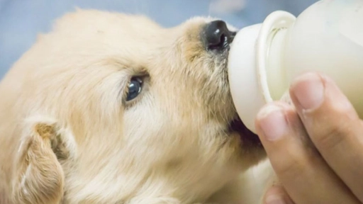 Sustituto de leche materna para perros y gatos en sus primeras semanas de crecimiento 