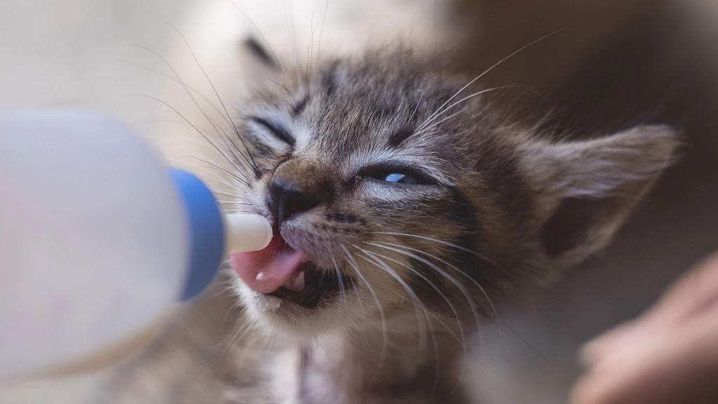 Gatito / Difusión