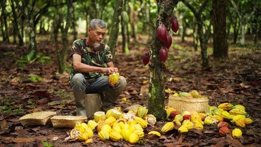 Comercio justo gana espacio en la industria alimentaria y el cacao emerge como caso emblemático