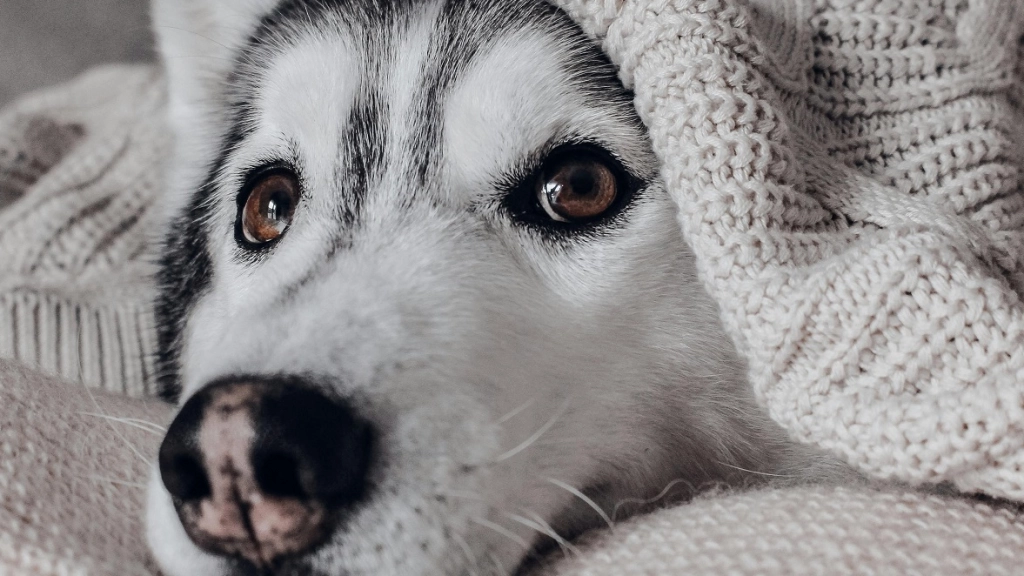 Perros y frío, Pexels
