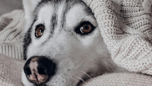 Se acerca el frío ¿Cómo proteger a nuestros animales?