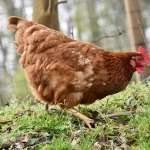 Día Internacional del Respeto a las Gallinas: una industria invisibilizada en América Latina