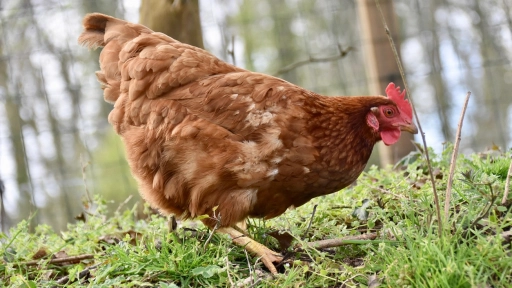 Día Internacional del Respeto a las Gallinas: una industria invisibilizada en América Latina