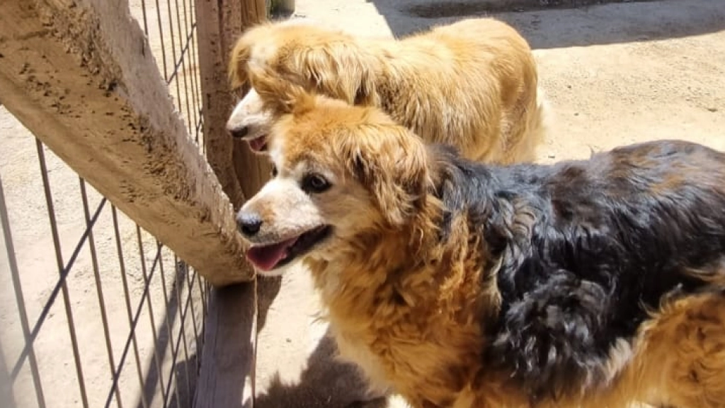 Perros rescatados, Callejeritos de La Vega