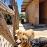 16 perros adultos mayores rescatados deben ser reubicados