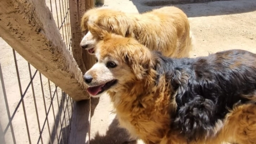 16 perros adultos mayores rescatados deben ser reubicados