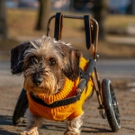Animales discapacitados: Una realidad oculta