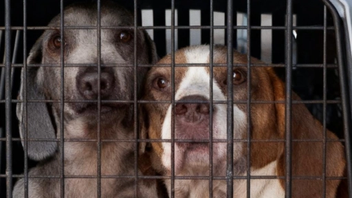 Rescatan a cerca de 50 perros desde criadero ilegal en La Florida: animales estaban en condiciones extremas